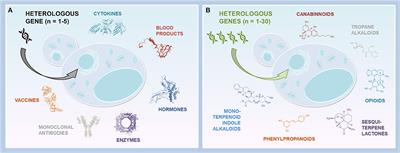 Yeasts as Biopharmaceutical Production Platforms
